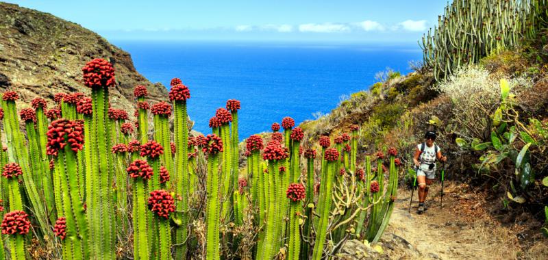 La Palma vuelve a florecer 