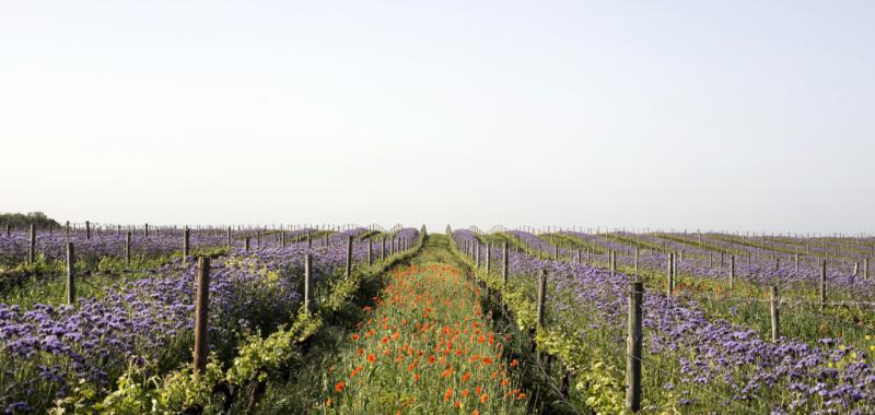 Alentejo 