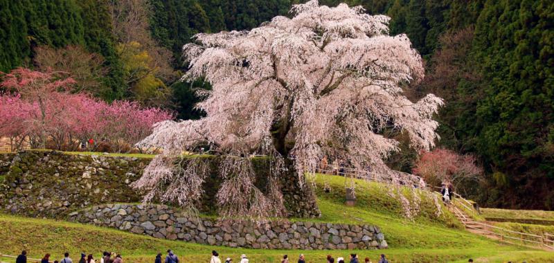 Cerezos sakura 