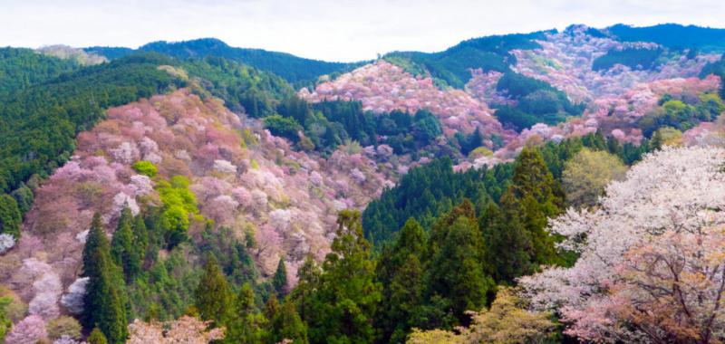 Cerezos sakura 