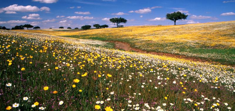 Caminos de Santiago portugueses 