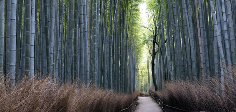 Lugares imprescindibles de Japón 