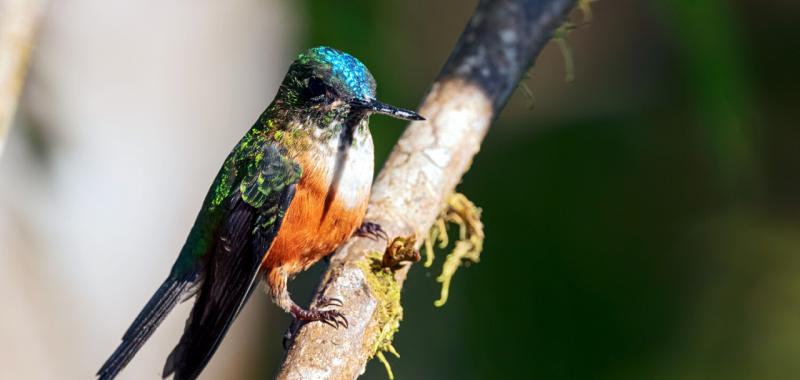 Feria Global Birdfair