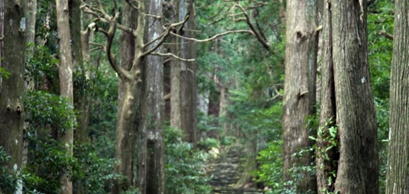 Kumano Kodo 