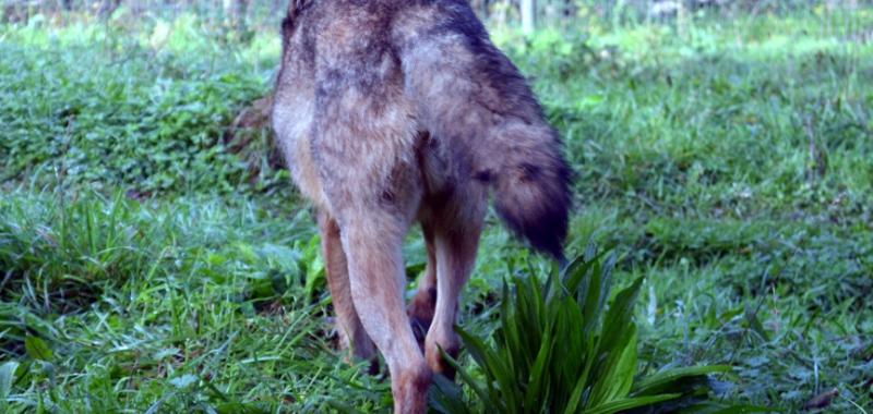 La Casa del lobo 