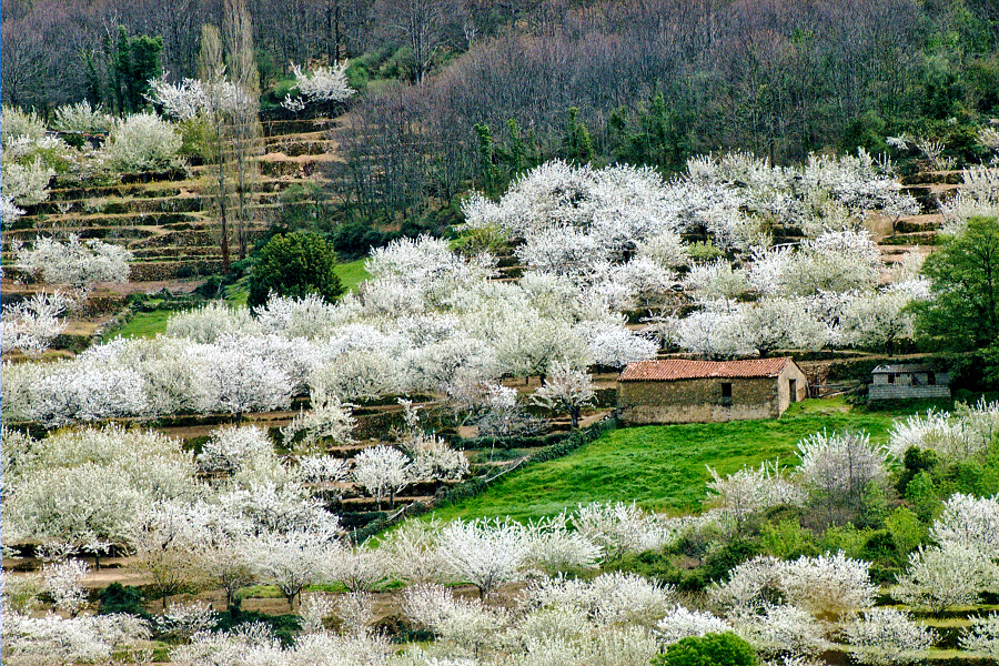 floracion jerte 2020