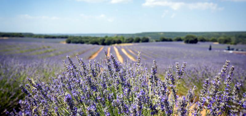 Festival de la Lavanda