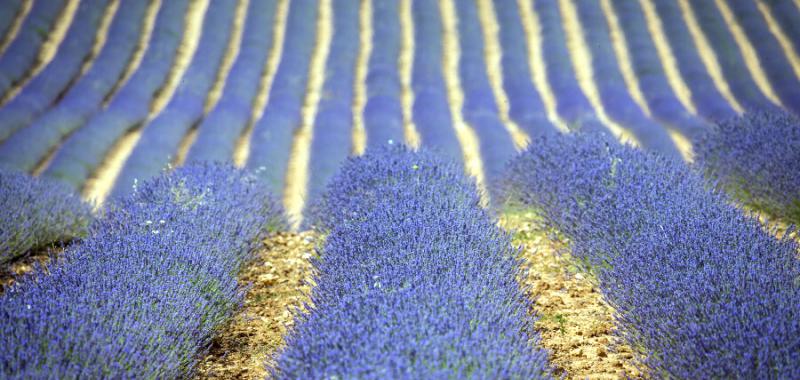 Festival de la Lavanda