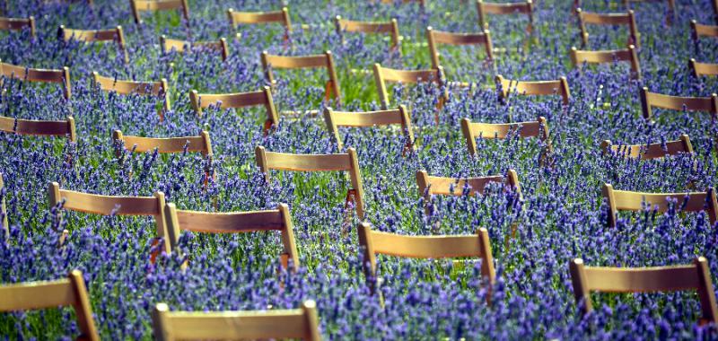 Festival de la Lavanda