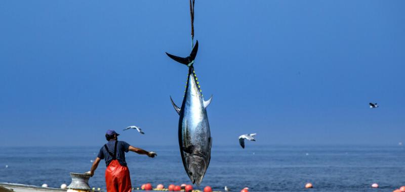La llegada del atún rojo 