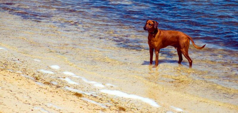 Los mejores destinos para viajar con mascota