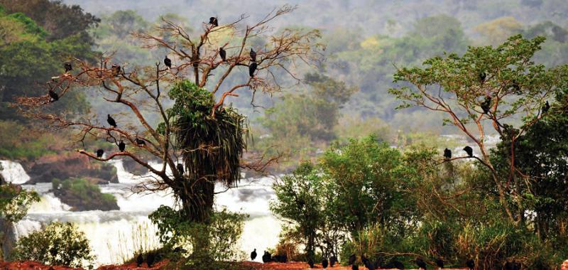 Cataratas de Iguazú 