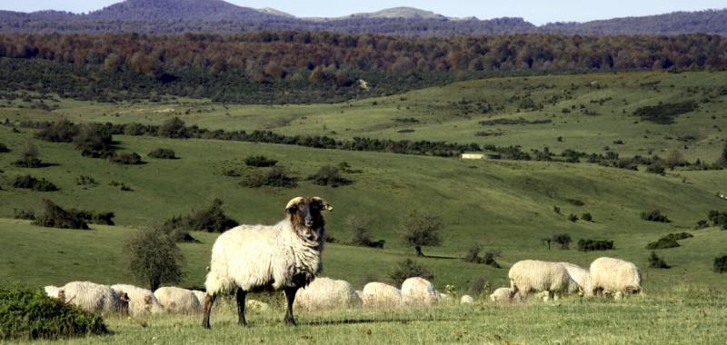 Navarra 