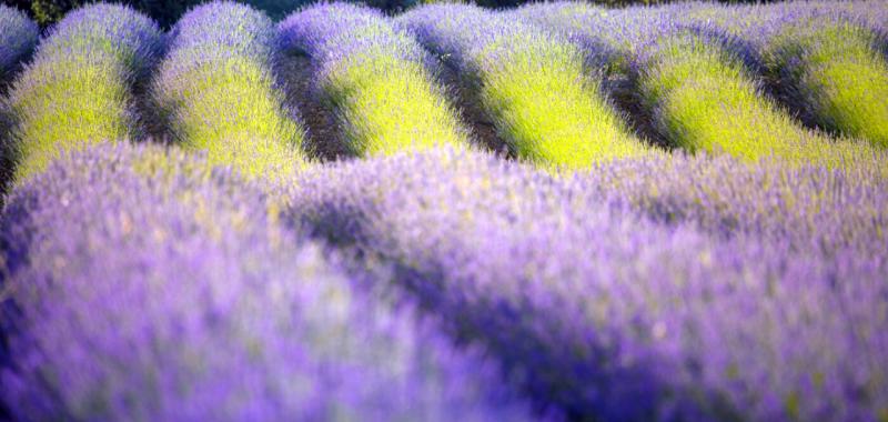 Festival de la Lavanda 