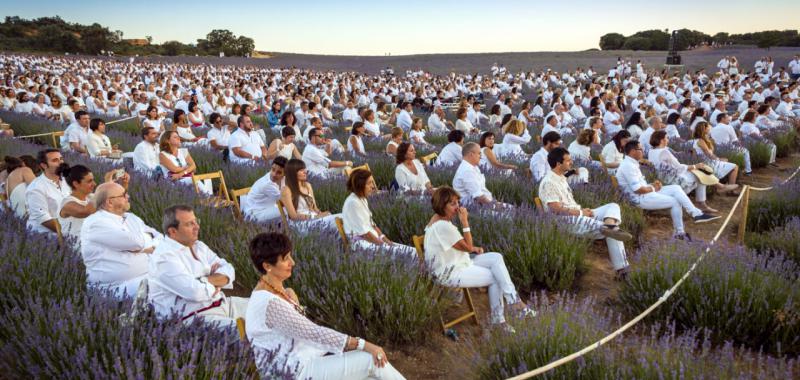 Festival de la Lavanda 