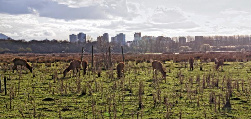 Las ciudades más verdes de España